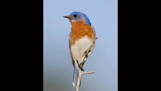 Eastern bluebird sounds [upl. by Verdi]