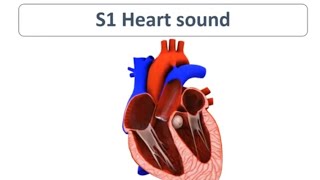 First Heart Sound S1  Pediatrics [upl. by Vieva]