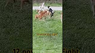 12 nov 24 Dog Fight doglover animals dog dogfight tranding viralvideo [upl. by Alanson560]