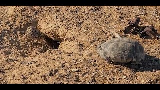 Burrowing Owl wants a Tortoises Burrow [upl. by Cathey]