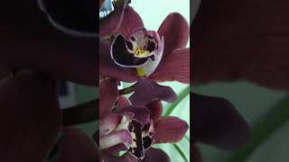 CYMBIDIUM em exposição [upl. by Yrevi439]