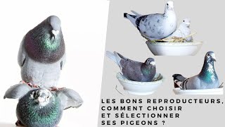 Les bons reproducteurs comment choisir et sélectionner ses pigeons [upl. by Lukey]