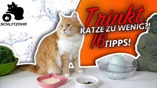 🔥Katze trinkt nicht oder zu wenig  16 Tipps  Katze zum Wasser trinken animieren [upl. by Willtrude]