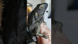 Hes in a good mood🙃🦎💙Spiny Tailed Banana Pectinata Iguana 🍌 reptiles iguana cute cutepets pets [upl. by Llimaj]