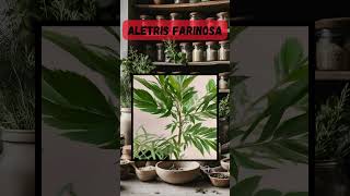 How to Use Aletris Farinosa for Natural Healing  Powerful Plant Remedies herbal holistichealth [upl. by Odnomyar]