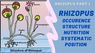 Rhizopus Structure Occurrence Nutrition Rhizophus Fungi Thallus structure of Rhizopus [upl. by Stalker]