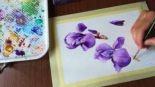 Akvarel perunike Watercolor  Aquarelle iris flower Timelapse [upl. by Aryamoy]