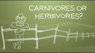 Are We Built More Like Carnivores or Herbivores [upl. by Ingrim]