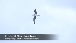 Softplumaged Petrel 21 Oct 2021 off Rapa Island [upl. by Seem]