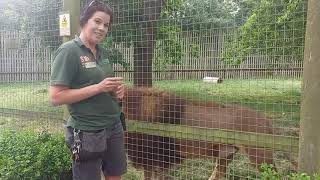 Day in the Life of a Zoo Keeper  CARNIVORES [upl. by Harbour]