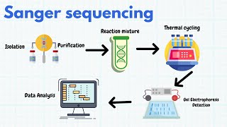 Sanger Sequencing Method Explained Dideoxy Sequencing [upl. by Nakeber764]