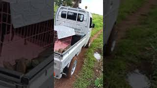 suzuki carry transformer multicab 4x4 off road [upl. by Chrissy391]