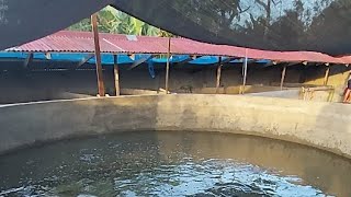 High Breed Catfish Nursery Farm in Bayambang Pangasinan [upl. by Datnow]