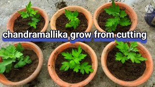 chandramallika ko jhar kaise banayhow to grow chrysanthemum cuttingshow to grow chrysanthemum [upl. by Kursh]