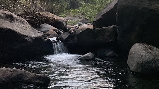 NILAMBUR TEAK NEDUMKAYAM RAIN FOREST KAKKADUMPOYIL VLOG SHOTONIPHONE [upl. by Bevan]