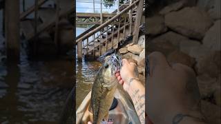 Fall Chatterbait Fishing Spotted Bass Lake Lanier [upl. by Llerad91]