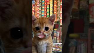 Oyen beli gas 🤣 funny funnycats [upl. by Aiela482]