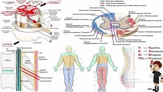 Médula Espinal y Columna Vertebral [upl. by Marienthal]