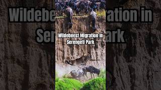 Wildebeest Migration in Serengeti Park [upl. by Nahtahoj]