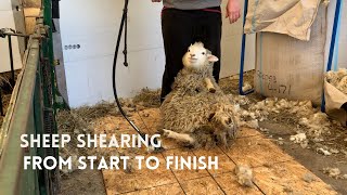 Sheep Shearing From Start to Finish [upl. by Thora703]