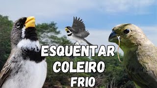 Esquentar coleiro frio Com Fêmea de Coleiro Chamando e Piando Muito Esquente seu Coleiro Frio [upl. by Seugirdor]