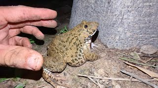 🐸Fun frog for laugh  Catch animals funny  Boing wap wap frogs funny  jump funny frogs at night [upl. by Uile]