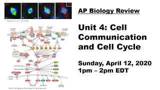 AP Biology Review Unit 4  Cell Communication and Cell Cycle [upl. by Hollingsworth474]