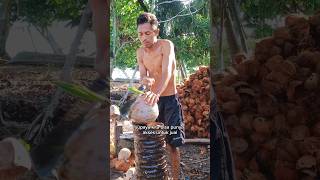 Harga kelapa bulat mahal kelapa [upl. by Notsud157]