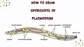 How to draw Sporozoite of Plasmodium plasmodium parasite zoologyclasses [upl. by Naujat]