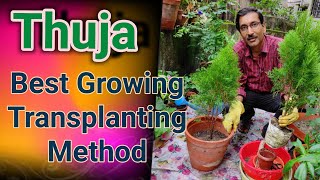 Thuja The Best Growing  Caring and Transplanting Tips [upl. by Fanestil]