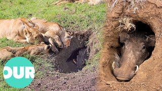 Lions Learned To Dig Out Hiding Warthogs  Our World [upl. by Rozelle]