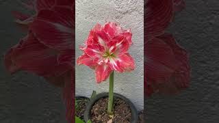 HERMOSA AMARILIS ROSA DOBLE Lirio o azucena Hippeastrum amaryllis [upl. by English]