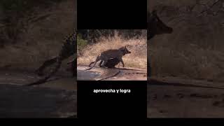 Una Hiena Termina Arruinando la Caza de un Leopardo shorts animalessalvajes [upl. by Irving855]