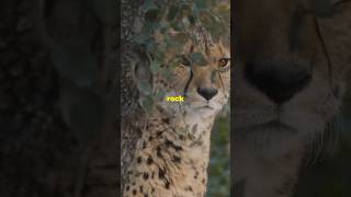 A Closer Look at NonPantheras Big Cats Part 2 Non Pantheras shortsviral cats animal [upl. by Marilla]