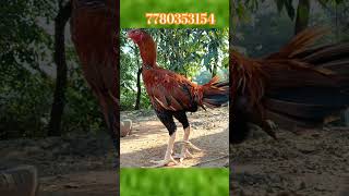 prakash farmspunjulu top quality breed available  roostertopquality chickenbreed top [upl. by Ricard]