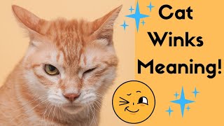 Why Do Cats Wink At You With One Eye [upl. by Ainod]