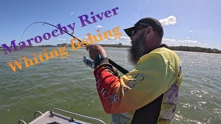 Catching WHITING in the Maroochy River  Sunshine Coast [upl. by Poyssick264]