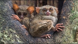 Spectral Tarsier—Also Called the Sulawesi Tarsier [upl. by Lyford644]