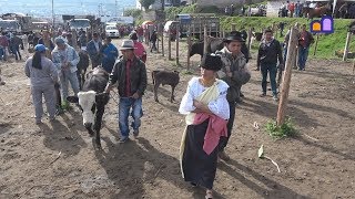 Ecuador  Otavalo Cattle Market [upl. by Majka]