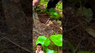 Harvesting cordyceps in high mountains sonasmr [upl. by Snoddy]