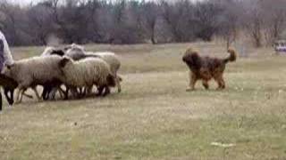 briard herding [upl. by Janka]