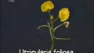 bladderwort Utricularia foliosa [upl. by Enitselec]