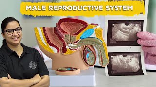 Class 12 Biology The Male Reproductive System  Xtramindz [upl. by Elvah]