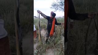 Four Black Cobra Snakes Catched by the Snake Catcher in the Wild Forest [upl. by Appleby]