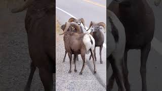 Big Horn Sheep Butting Heads  Rams Head Butting [upl. by Anonyw]