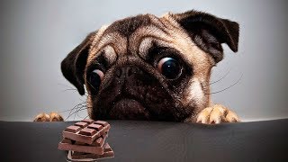 ⏱️ ¿Por qué el chocolate es peligroso para tu perro  En 1 minuto [upl. by Bensen]