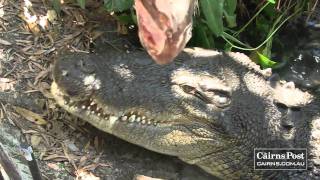 Crocoff Feeding Sully the 42m Saltwater Crocodile [upl. by Pavla812]