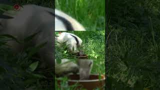 Real Anteater Sounds  High Quality  Strange Anteater Sound Experience  4K shorts [upl. by Anim214]