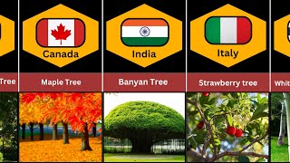 National Tree From Different Countries 🌳🌳🌏🌍part 1 [upl. by Ijar]