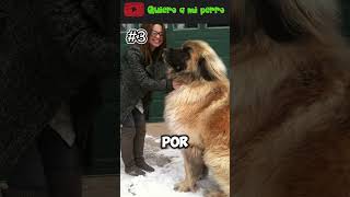 36 🐶 Las 5 Razas de Perros Más Grandes del Mundo 🌍 QuieroAMiPerro ❤️ [upl. by Eirased]